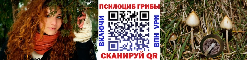 Псилоцибиновые грибы мицелий  купить наркотик  Гусь-Хрустальный 